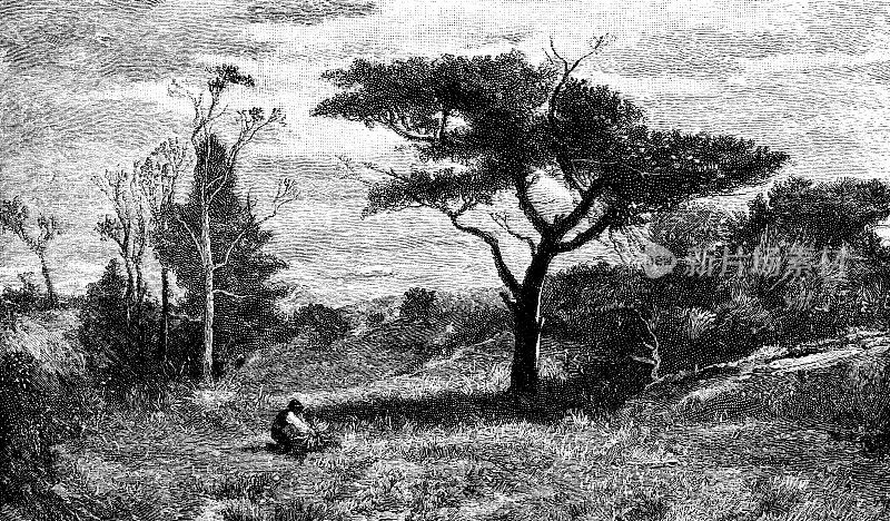 新英格兰雪松，罗伯特・斯温・吉福德绘画- 19世纪
